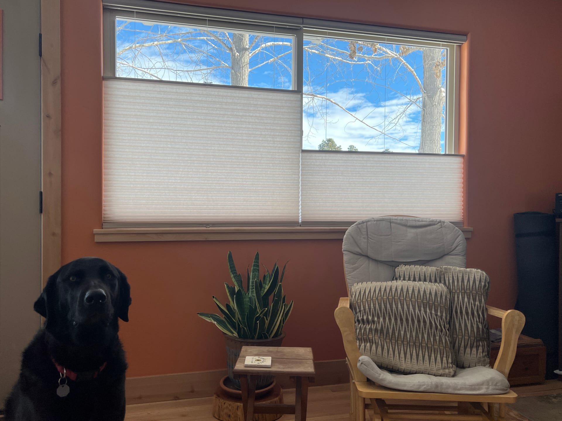 Custom cellular window shades filtering natural light — Durango, CO